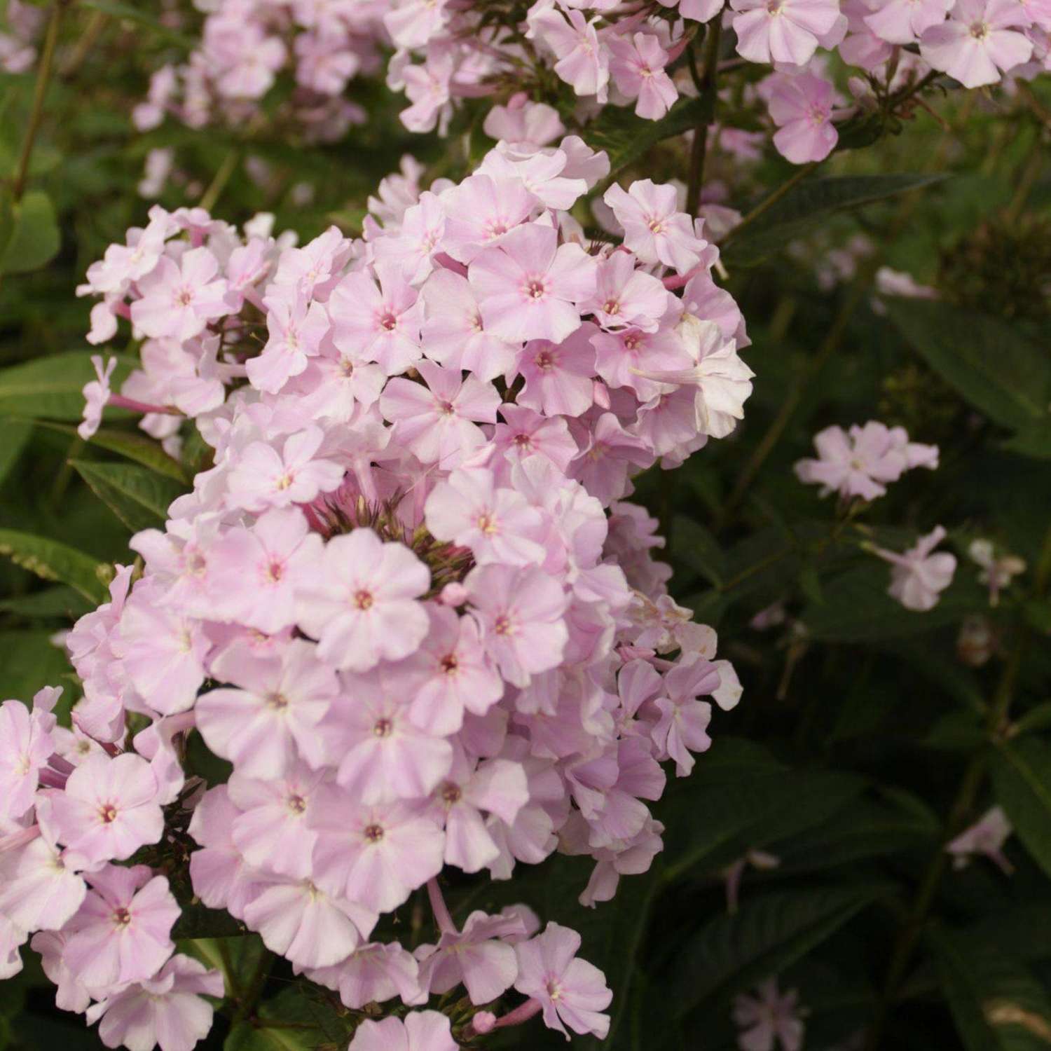 Syysleimu 'Brilliant Eye'